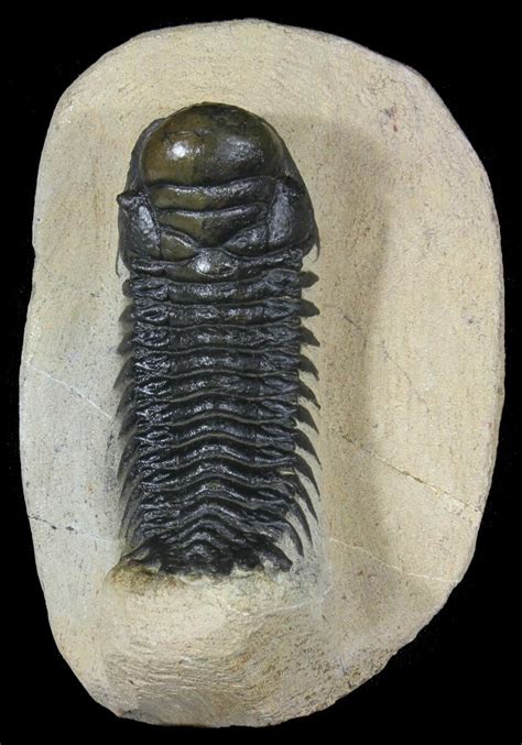 trilobite fossils for sale uk.